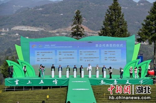 中新網(wǎng)湖北 荊楚購 宜起購 線上春茶節(jié)五峰啟幕